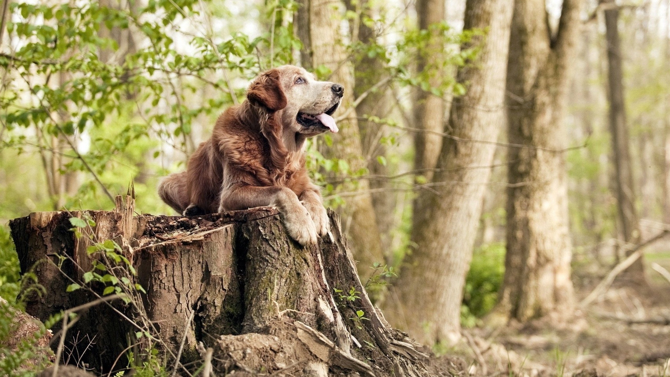 开云 官网 入口-“新赛季中超外援政策调整引发热议”，新赛季中超外援上场人数