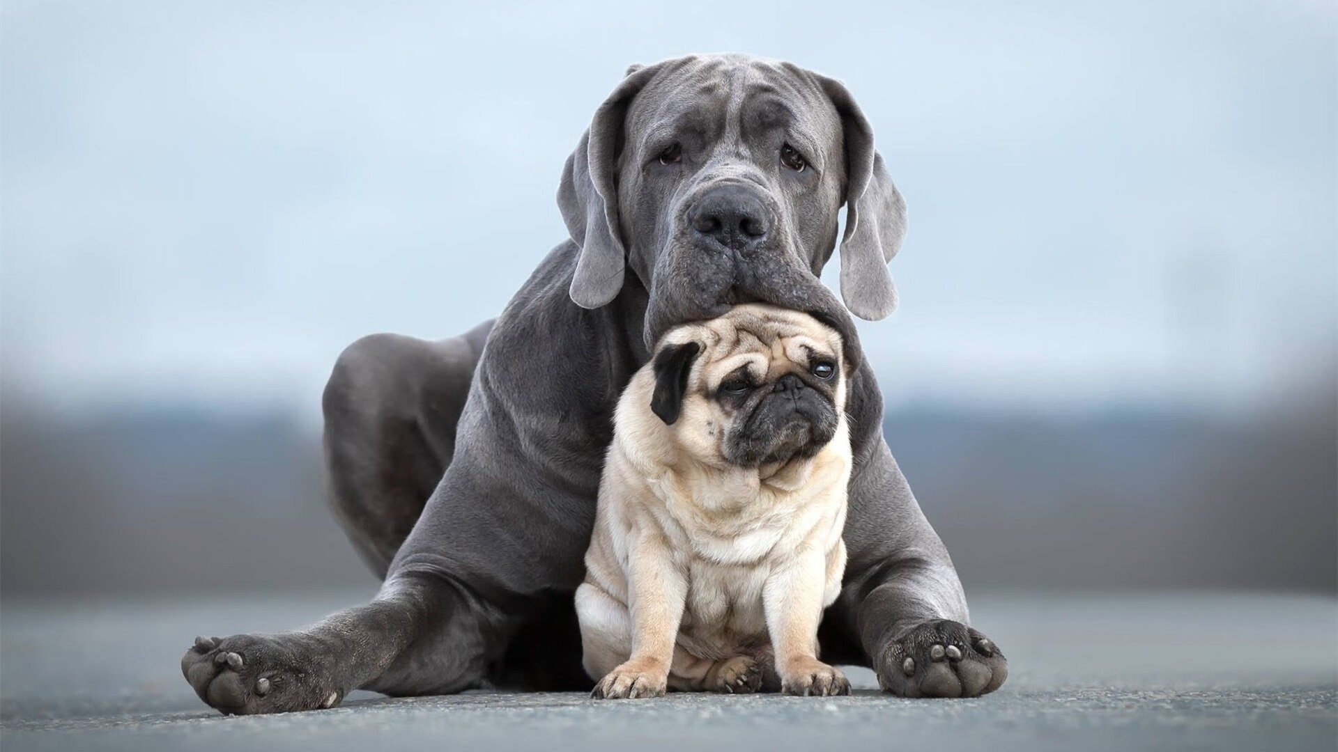 世界马术赛场风云变幻,亚洲骑手异军突起,亚洲马术冠军