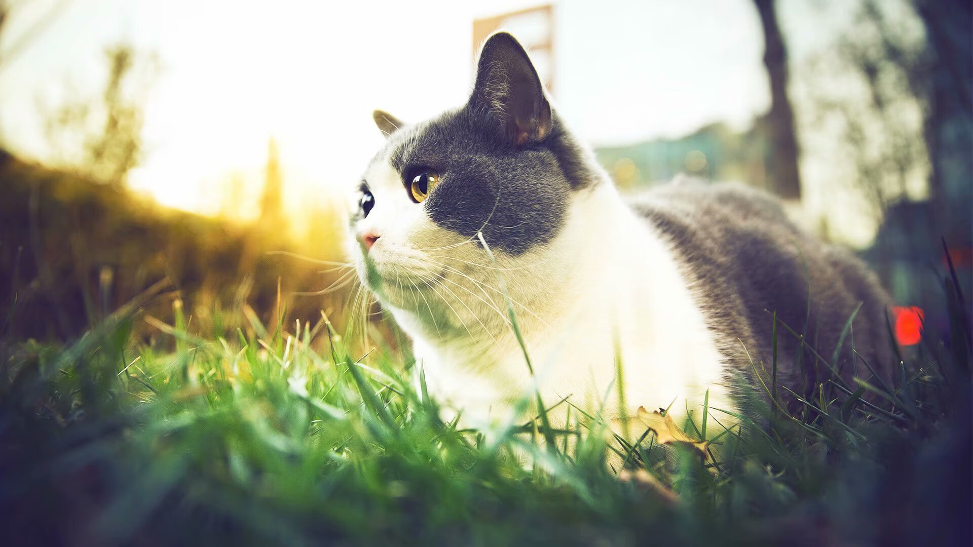 中国青少年篮球竞赛不断升级，呈现多样化发展态势，中国青少年篮球队