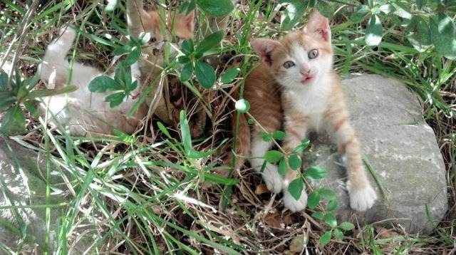 保利尼奥荣膺2023赛季巴甲最佳射手,保利尼奥在巴萨的进球视频